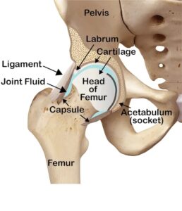 hip joint